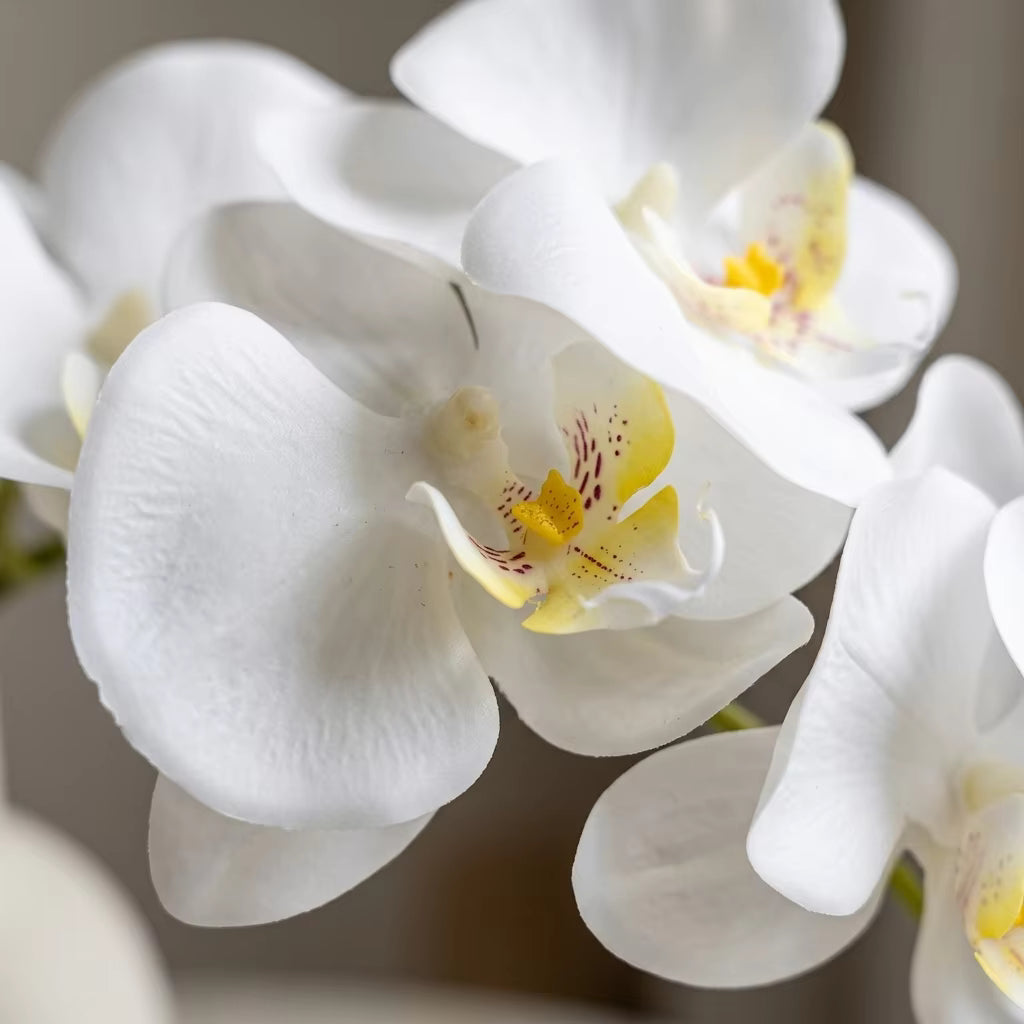 The Silent Bloom | Realistic Artificial White Butterfly Orchid in Glass Vase