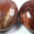 The Eternal Hug | Natural Petrified Wood Sensory Palm Stone for Grounding